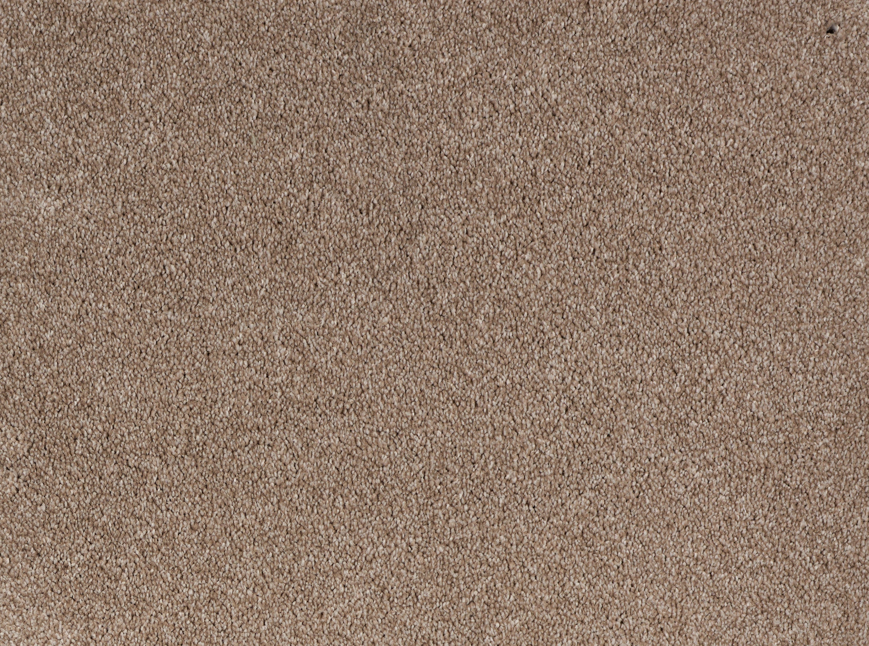 ALPINE	SUGAR COOKIE 2488 Carpet Roll
